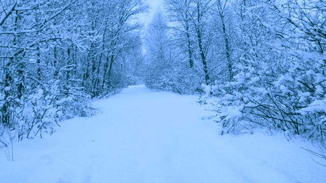 冬天森林里美丽的降雪。视频素材