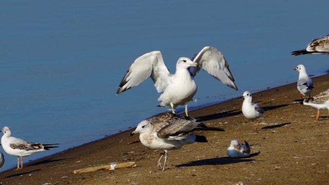 鸟-年轻的大红头鸥(Larus ichthyaetus)完成飞行并着陆。视频素材