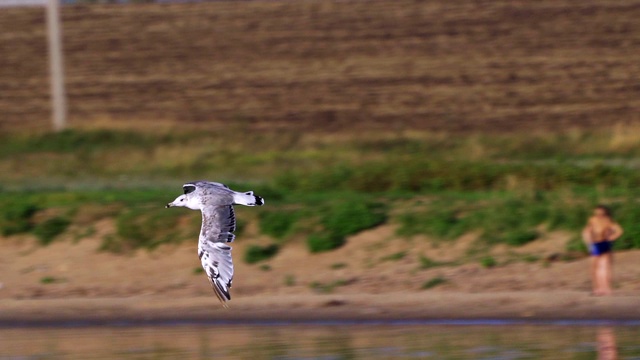 鸟-年轻的大红头鸥(Larus ichthyaetus)完成飞行并着陆。视频素材