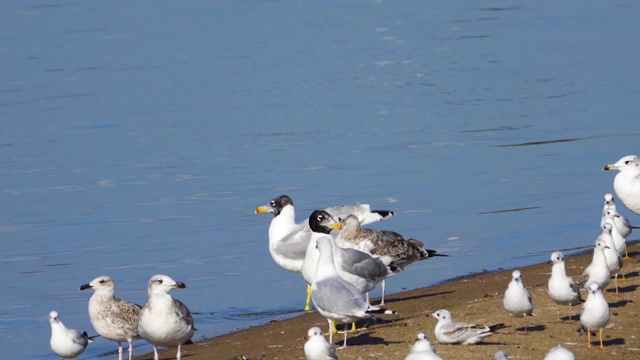 鸟-年轻的大红头鸥(Larus ichthyaetus)完成飞行并着陆。视频素材