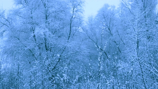 冬天森林里美丽的降雪。视频素材