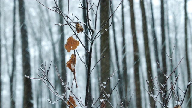 冬季雪山森林公园降雪暴雪期间树枝上单片干黄叶视频素材
