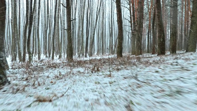 冬季雪域森林公园在暴雪期间的行走运动。雪混交林视频素材