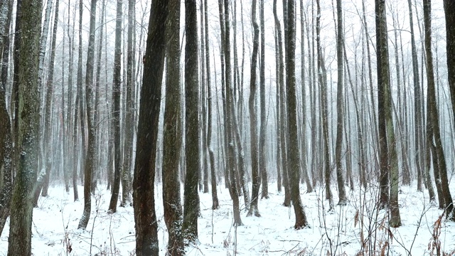 冬季雪域森林公园在雪天暴风雪。雪混交林。全景视频素材