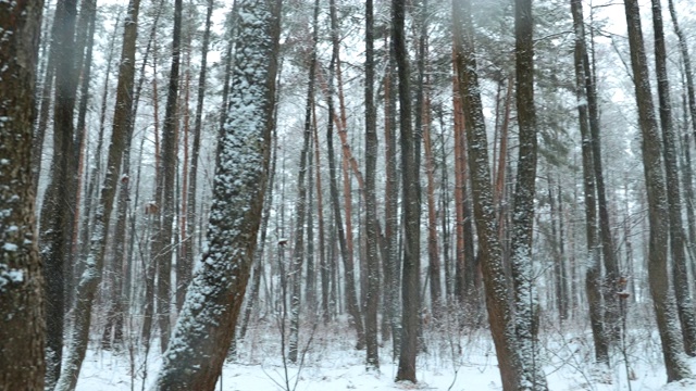 冬季雪域森林公园在雪天暴风雪。雪混交林。全景视频素材