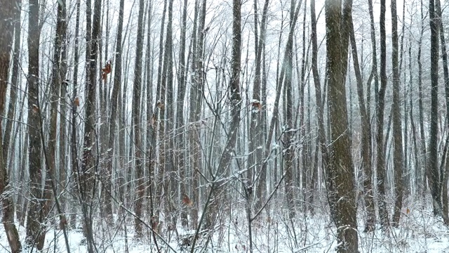 冬季雪域森林公园在暴雪期间的行走运动。雪混交林视频素材