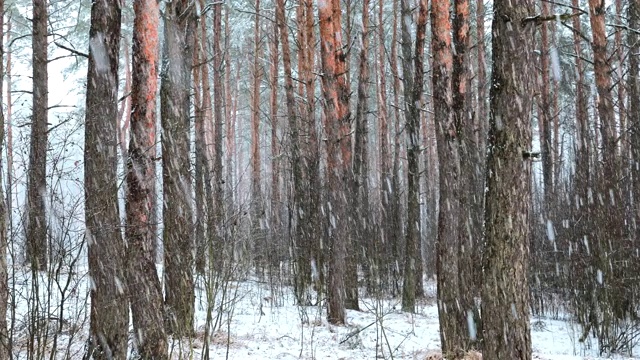 冬季雪域森林公园在暴雪期间的全景运动。白雪皑皑的针叶林。全景视频素材