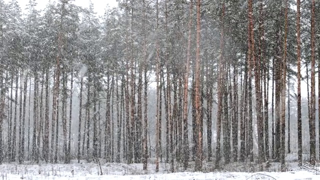 冬季雪域森林公园在暴雪期间的行走运动。白雪皑皑的针叶林。全景视频素材