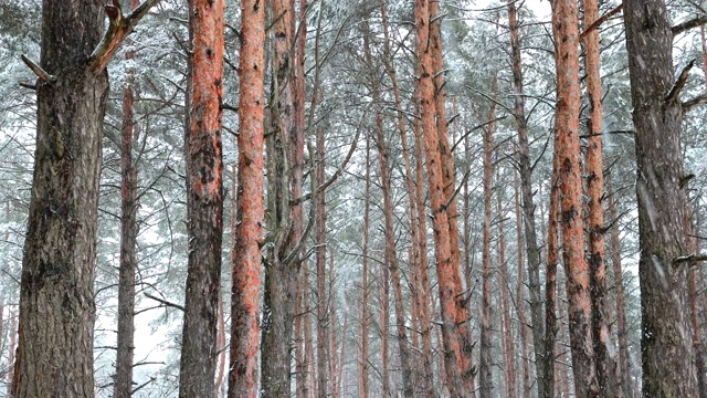 冬季雪域森林公园在暴雪期间的行走运动。白雪皑皑的针叶林。全景视频素材