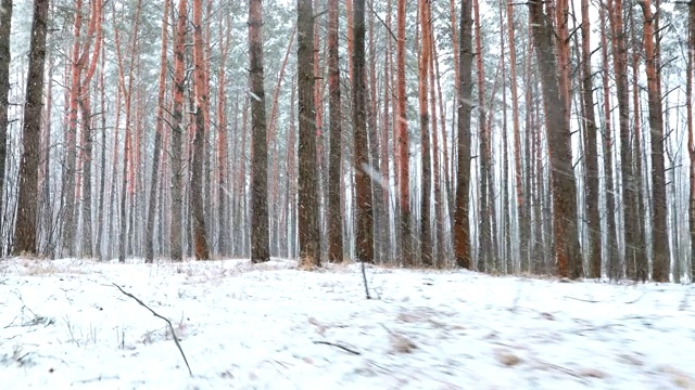 冬季雪域森林公园在暴雪期间的行走运动。白雪皑皑的针叶林视频素材