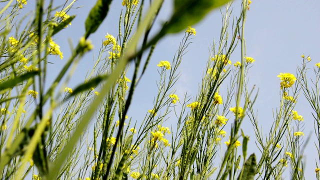 春季种植芥菜视频素材