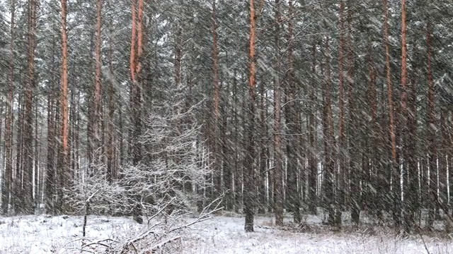 冬季雪域森林公园在暴雪期间的行走运动。白雪皑皑的针叶林。全景视频素材