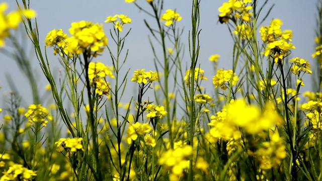 春季种植芥菜视频素材