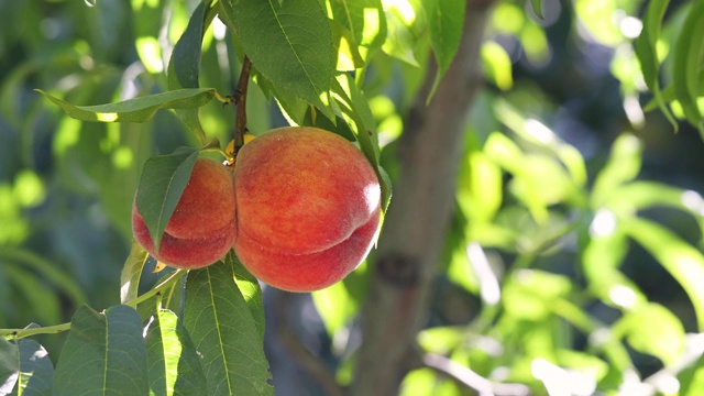 有机桃子在桃树的树枝上视频素材
