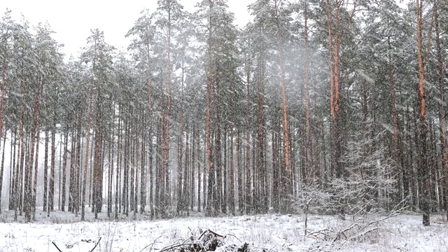 冬季雪域森林公园在暴雪期间的行走运动。白雪皑皑的针叶林视频素材