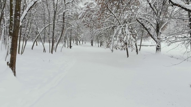 雪下的公园视频素材