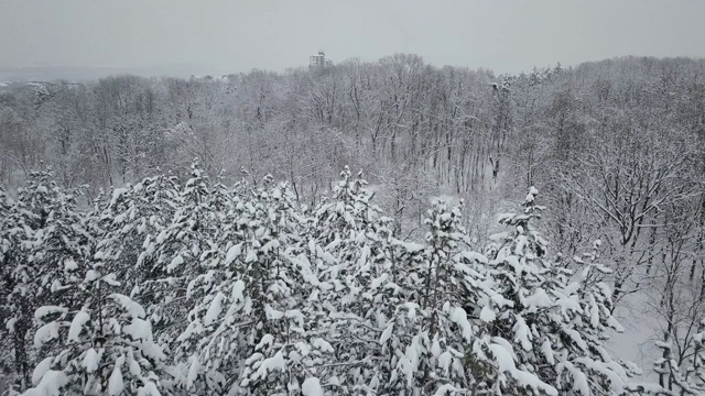 雪下的公园视频素材