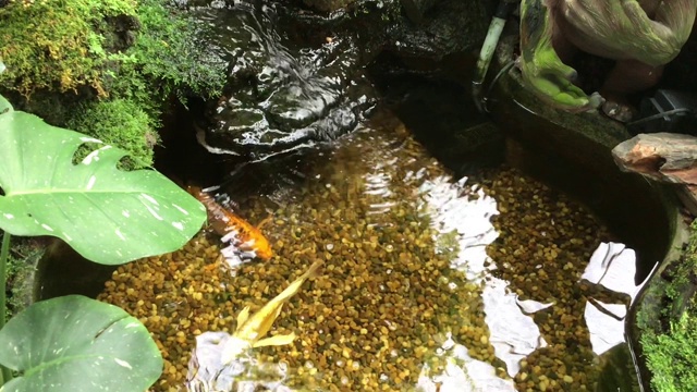 花式鲤鱼或锦鲤在花园里游泳视频素材