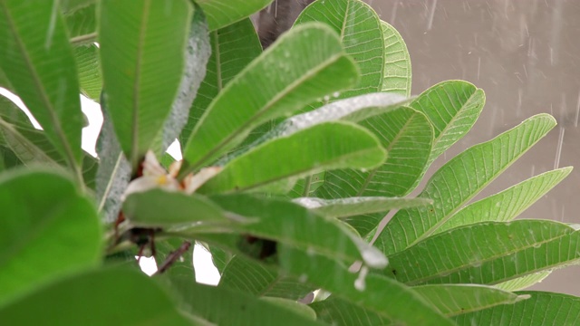 SLO MO慢动作雨滴的叶子视频素材