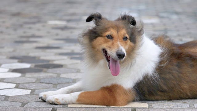 可爱的设得兰牧羊犬躺在地上，在刮风的日子里看起来很友好，超级慢镜头。视频素材