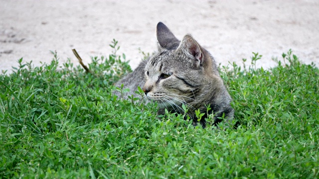 灰色的猫视频素材