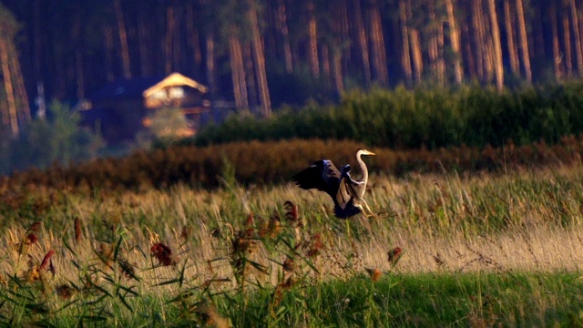 鸟-苍鹭(Ardea cinerea)完成飞行并着陆。视频素材