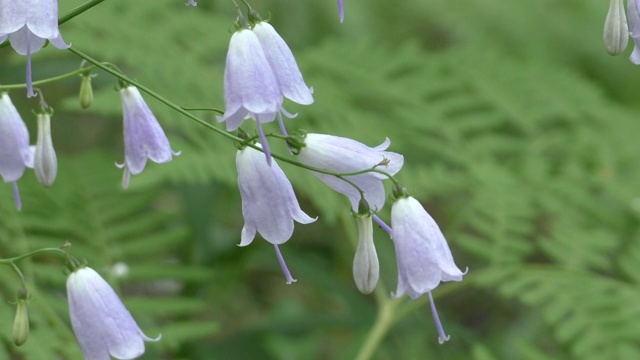 野花。蓝铃花花视频素材