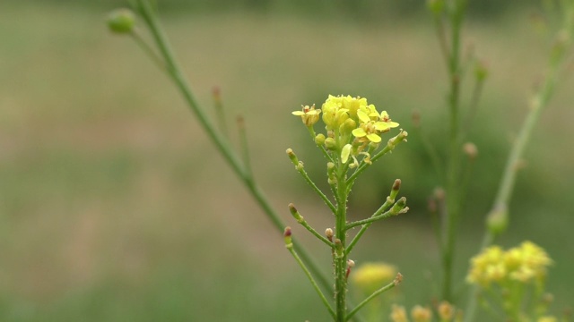 黄色的野花视频素材