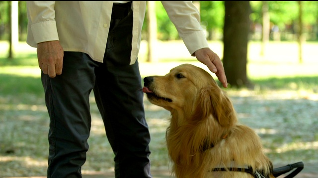 人训练导盲犬，用食物鼓励，特殊宠物学校，训犬员视频素材