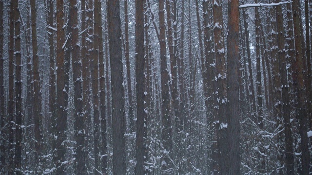 美丽的松林和飘落的雪花。视频素材