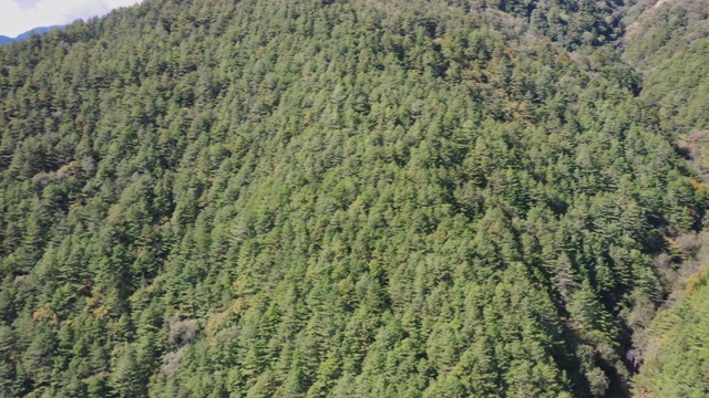 鸟瞰台湾台中初秋的针叶松林，背景是山脉和乡村。4 k。视频素材