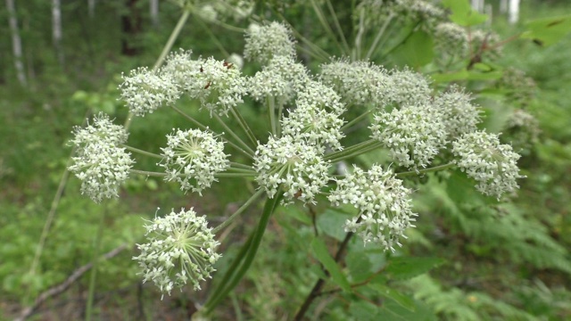 草地上的白野花(山羊草)视频素材