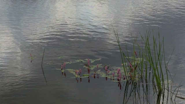 在湖里浇花视频素材