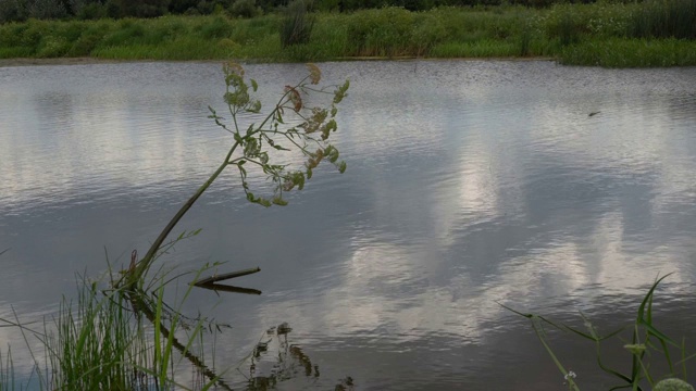 在湖里浇花视频素材