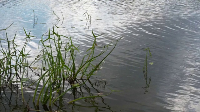 在湖里浇花视频素材