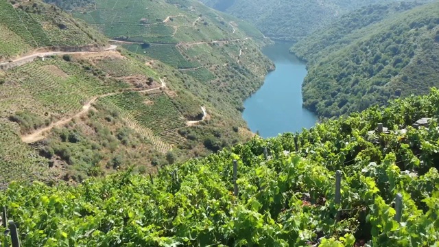 里贝拉萨克拉(Ribeira Sacra)和希尔河(silriver)的葡萄树(西班牙)视频素材