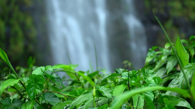 背景中有露珠和瀑布的绿色植物视频素材