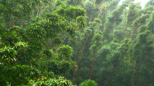 雨中的竹林视频素材