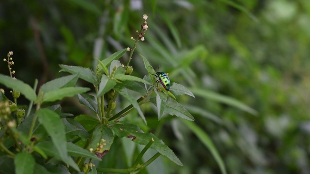 一个金龟子，也被称为死荨麻叶甲虫坐在绿色植物上的花园的特写侧视图视频下载