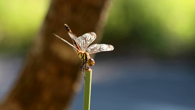 蜻蜓视频素材