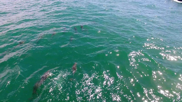 海豚在海上沿着一条小船游泳视频素材