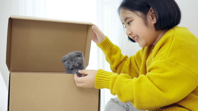 慢动作可爱的亚洲女孩玩捉迷藏与小猫品种苏格兰折叠在纸盒视频素材