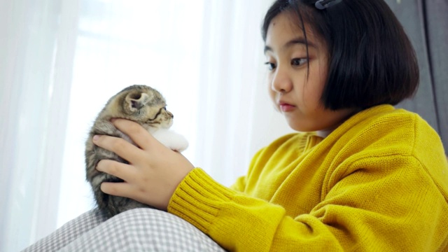 可爱的亚洲女孩玩可爱的小猫的特写，漂亮的女孩抱着一只猫近室内视频素材