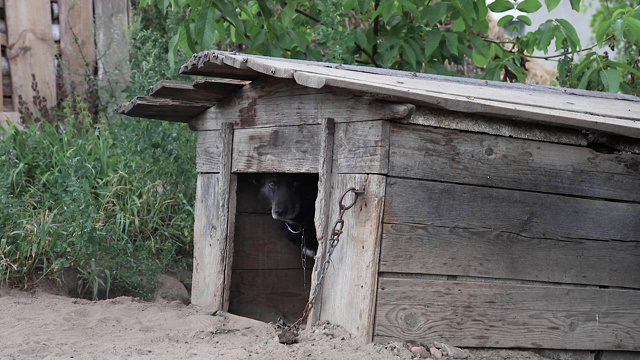 一条被锁链困住的狗躲在他的小木屋里视频素材