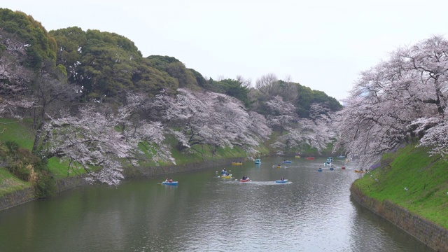 人们在日本庆祝樱花盛开视频素材