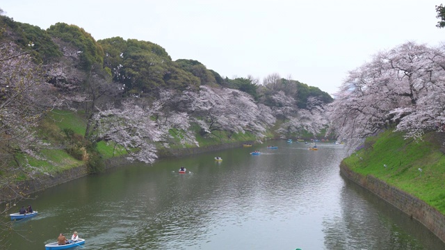 人们在日本庆祝樱花盛开视频素材