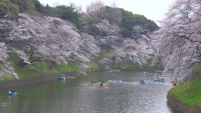 人们在日本庆祝樱花盛开视频素材