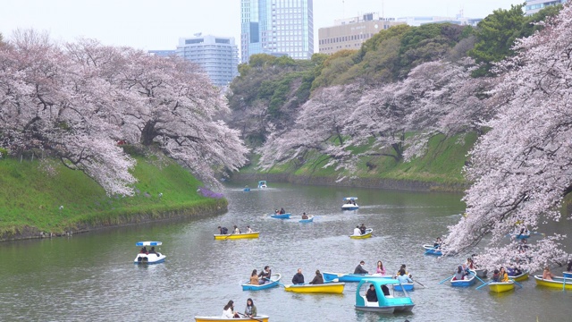 人们在日本庆祝樱花盛开视频素材