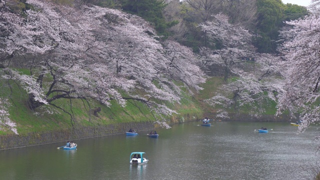 人们在日本庆祝樱花盛开视频素材