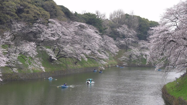 人们在日本庆祝樱花盛开视频素材